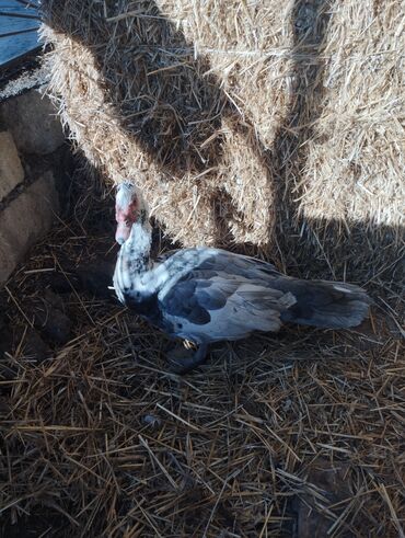 Ördəklər: Salam super damazliq ve kesimlik ucun agir heyvanlardi ag krasnadarlar — 10