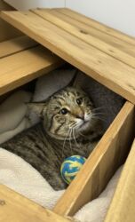 İtlər: Erkək, Yaxşı əllərə