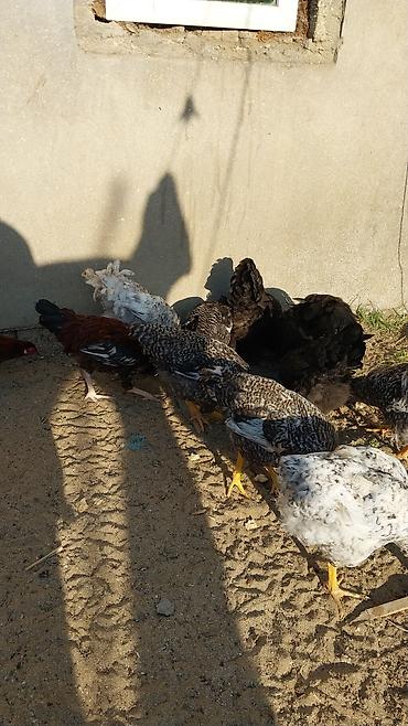xoruz satlir: Təmiz xarkov xorizları,və adi xoruzlar,cox olduğu ücün satılır — 3