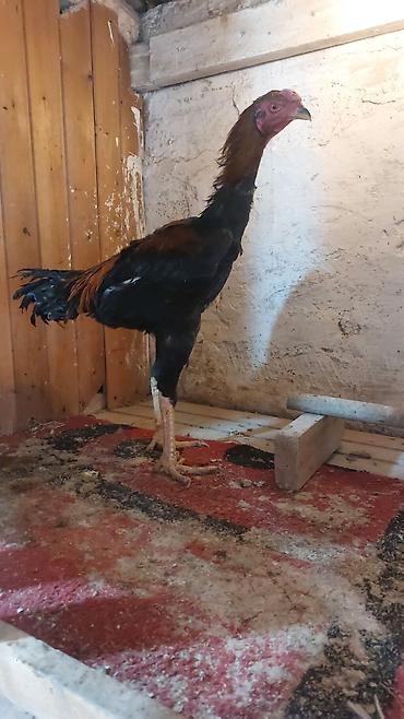 cücə və xoruz: Məhsul: Uzunboyun yerli döyüş tipli xoruz (qamətli, sərt sümüklü) — 9