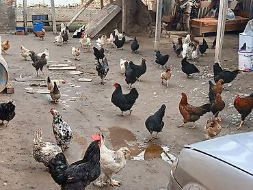 Куры, петухи: Продаю | Куры | Домашняя | Для разведения — 4