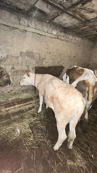 bakida cins ineklerin satisi: Dana, buzov, Dişi, ay: 12, Ətlik, Ünvandan götürmə — 2