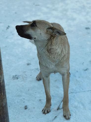 Отдам даром собаку: ПРИЮТ У НАС Собачки на любой вкус это приют все собачки привитые — 19