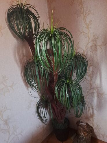 otaq bitkiləri: Gül dekor palma aĝacı