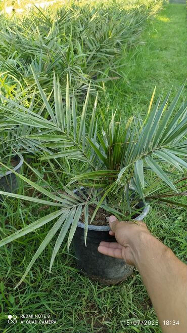 lavanda toxumu qiymeti: Finik palmalar hər qiymətə olanı var ətraflı məlumat üçün əlaqə
