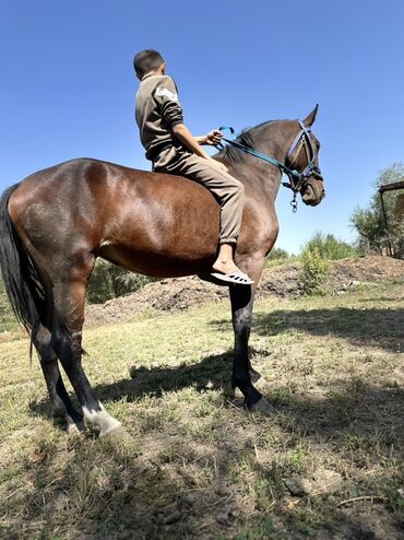 Лошади, кони: Продаю | Кобыла (самка) | Для разведения, Конный спорт — 4