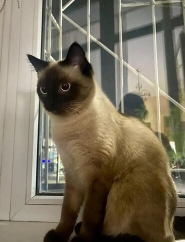 товары для кошек: Сиамская кошка 
с 4 котятами