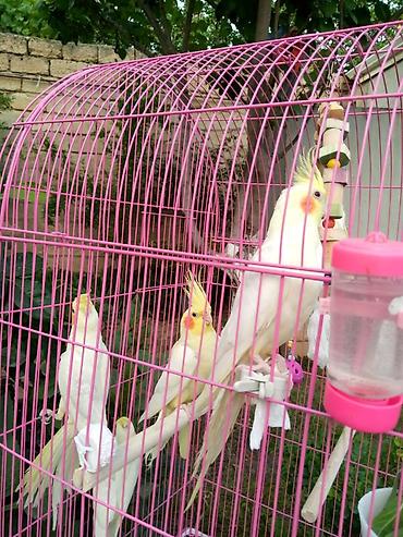 Yuvalar: Korella qəfəs yuva munasib qiymete -da lalafo.az — 5 Yuvalar: Korella qəfəs yuva munasib qiymete — 5