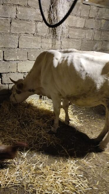 Inəklər, öküzlər: Məhsul: İnək (iribuynuzlu heyvan) Xüsusiyyətlər: - Rəng: Ağ-krem — 3