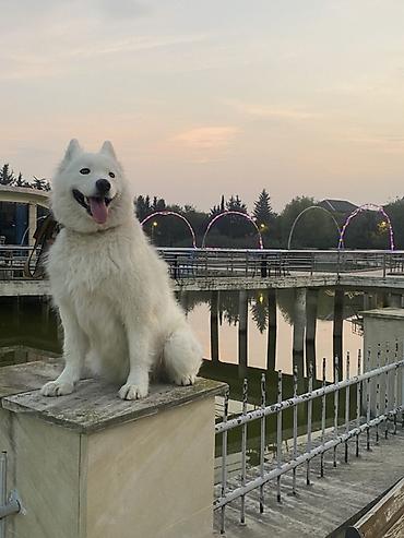 alman ovcarkasi satilir: Samoyed, 4 il, Dişi, Ünvandan götürmə — 2