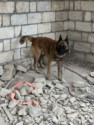 İtlər: Belçika çoban iti, 2 il, Erkek, Peyvəndli — 11