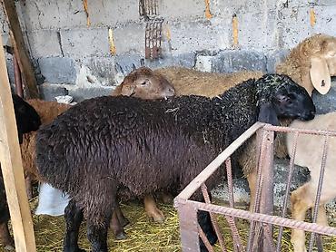 Баран, овца: Продаю | Баран (самец) | Гиссарская, Эдильбаевская, Арашан | Для разведения | Племенные, Осеменитель at lalafo.kg — 4 Баран, овца: Продаю | Баран (самец) | Гиссарская, Эдильбаевская, Арашан | Для разведения | Племенные, Осеменитель — 4