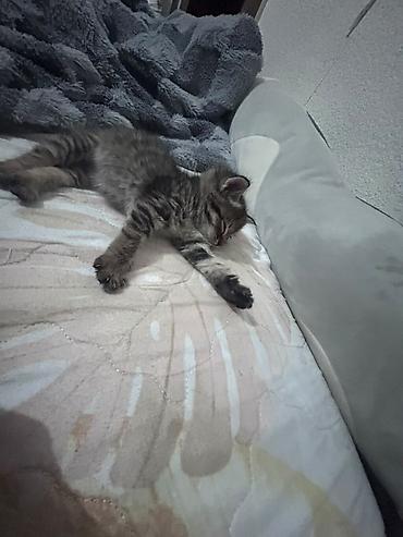 d cat: Кошка даром: Лесная, 2 месяца, Мальчик — 3