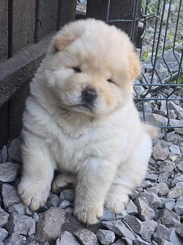 zuti psi: Chow chow prelepi krem stenci, ostenjeni 31.05.2026 .god. odlicne — 9