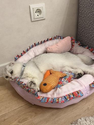 кошка скоттиш фолд цена: Скотиш Фолд (Шотландская вислоухая), 1 год, Девочка, Серебристая шиншилла, Приучена к лотку, Проглистована, С прививками — 4