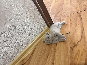 husky sekilleri: Şotland, Erkək, Dişi, Ünvandan götürmə — 1