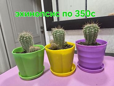 Аглаонемы: Комнатные растения в горшках: - Хлорофитум — по 350 с за растение — 6