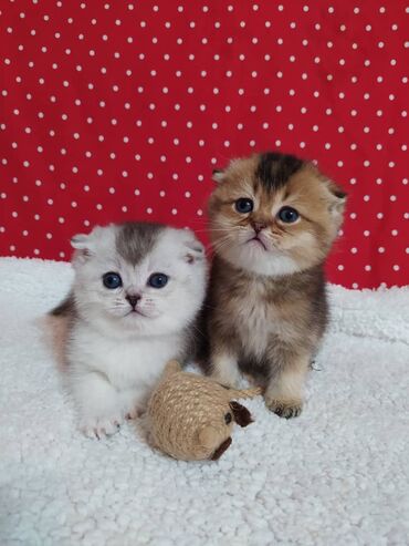 кошка с разными глазами: Скотиш Фолд (Шотландская вислоухая), 1 месяц, Девочка, Золотая шиншилла, С документами