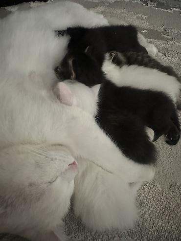 Отдам бесплатно!!! В хорошое добрые руки !!! Котята от домашней кошки at lalafo.kg Отдам бесплатно!!! В хорошое добрые руки !!! Котята от домашней кошки