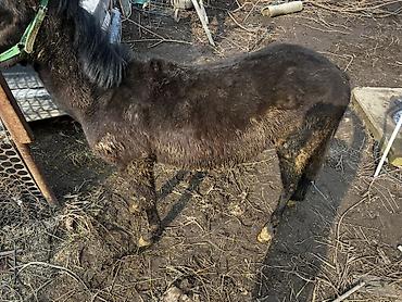 Лошади, кони: Продаю | Жеребенок | Кара Жорго | Для разведения — 8