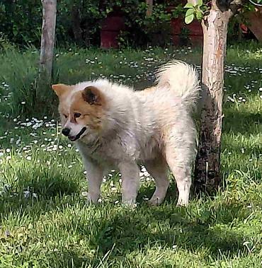 povodac za velike pse: Poklon - Mešanac akita inu i samojeda, star 2 godine, trazi svoj — 2