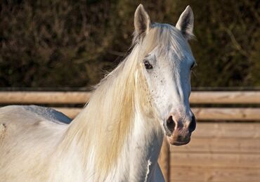 белый лошадь: Продаю | Кобыла (самка) | Для разведения | Племенные