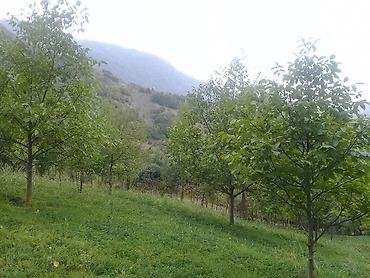 Torpaq sahələrinin satışı: 14 sot, Tikinti, Mülkiyyətçi, Kupça (Çıxarış) — 14