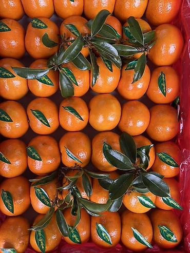 Подарочная упаковка: Подарочные фруктовые корзины - Оформленные корзины из свежих фруктов — 11