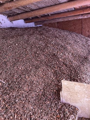 продаю картошку: Семечки сортом 63 китайский сорт есть примерно 30 тон — 2