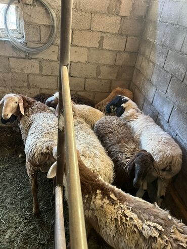 домик для кошки многоуровневый: Продаю | Ягненок | Полукровка | Для разведения at lalafo.kg домик для кошки многоуровневый: Продаю | Ягненок | Полукровка | Для разведения