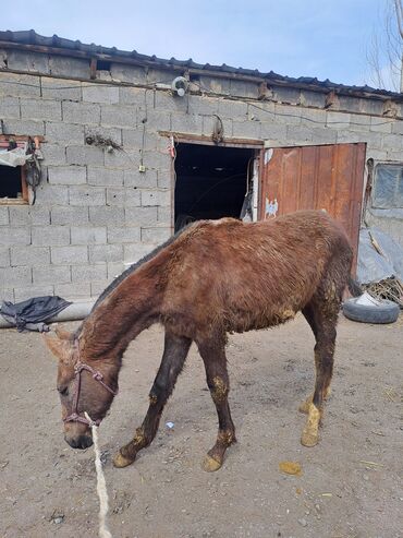 арабская чистокровная лошадь: Продаю | Жеребенок | Арабская | Для разведения | Осеменитель