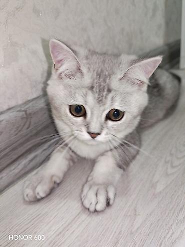 Pişiklər: Şinşilla, Yaxşı əllərə — 2