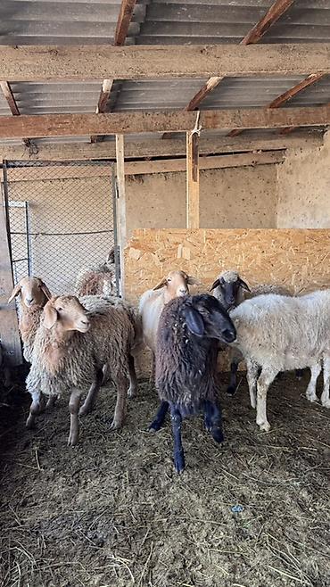 Баран, овца: Продаю | Овца (самка) | Для разведения | Матка — 9