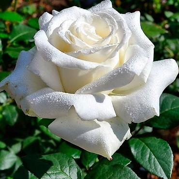 Роза: Саженцы Самовывоз, Платная доставка — 8