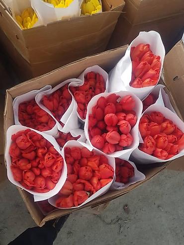 Букеты из живых цветов: Г.Ош оптом и розницу. Тюльпаны с луковицами, срезка «на поле» в — 1