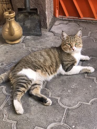 переноска для кота: 2 года, Мальчик, Приучена к лотку, Проглистована