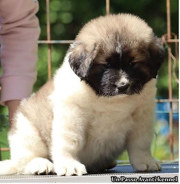 cane corso štenci: Odgajivacnica Un Passo Avanti iz Beograda, trenutno ima zenske stence — 6