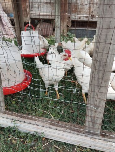 феникс офисная мебель: На продажу петушки породы Лигорн возраст два месяца осталось около 5