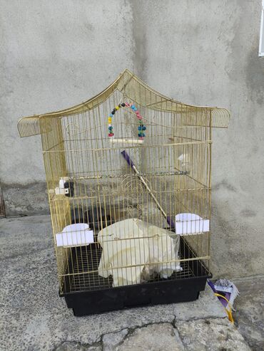 Tutuquşları: Korella tek tek erkey dişi Cüt Valnist qəfəs Valnist 15 Azn balasi — 6