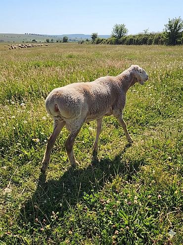 Баран, овца: Продаю | Баран (самец) | Арашан — 8