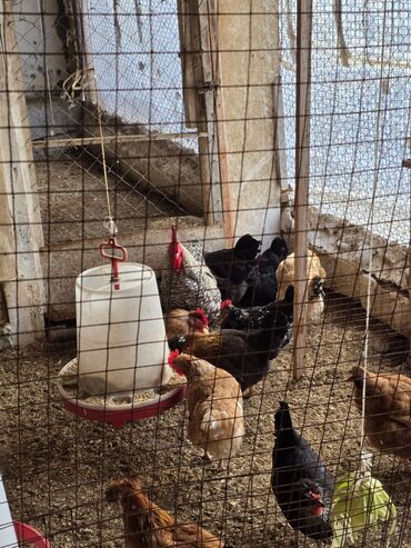 Toyuqlar: Toyuq, Damazlıq — 1