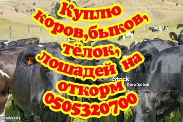 Куплю с/х животных: Куплю | Коровы, быки, Лошади, кони | На откорм, Откормленные, Бесплатная доставка