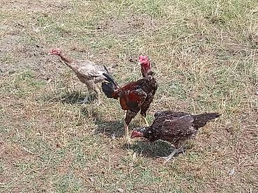 Məhsul: Cavan təbii yemlə bəslənmiş yerli toyuqlar (3 baş) Təsvir: -