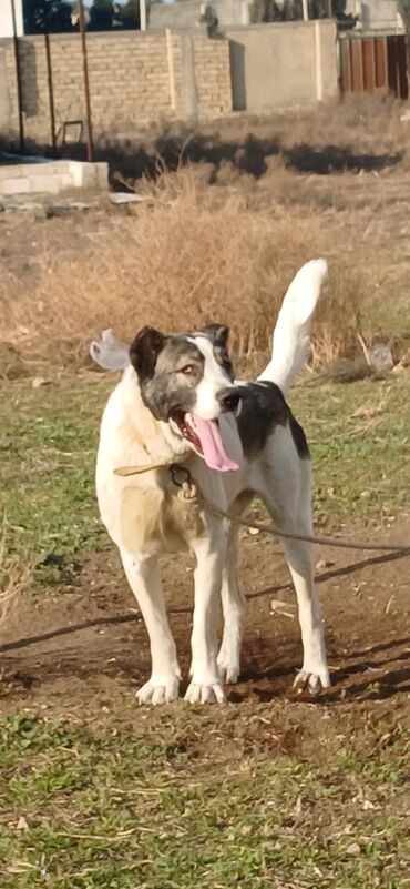 İtlər: Qurdbasar, 1 il, Erkek, Peyvəndli, Pulsuz çatdırılma — 8