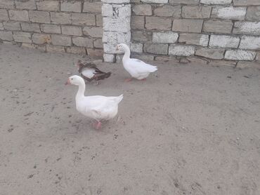 Qazlar: 2qaz erker disi 1eded disi ordek satilir yumurtlayir unvan Mastaga