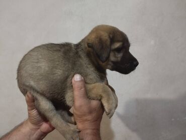 doberman itləri: 3 ay, Dişi, Ünvandan götürmə, Ödənişli çatdırılma