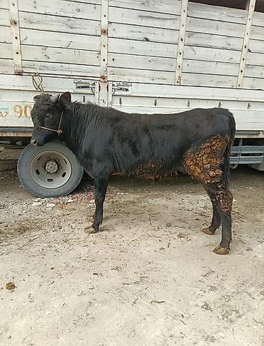 Inəklər, öküzlər: Inəklər, öküzlər — 8