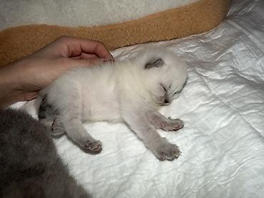 Мышыктар сатылат: Котята шотландской породы (скоттиш-фолд/страйт), помёт из нескольких — 4
