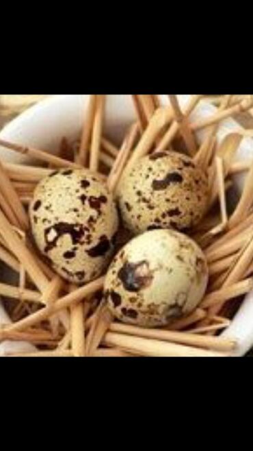 инкубационные яйцо: Инкубационное яйцо перепелов. Техас и Феникс. заказывайте