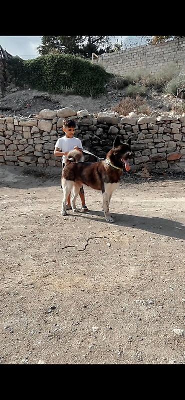 İtlər: Akita-inu, Peyvəndli, Ödənişli çatdırılma — 2